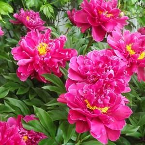 Meet your Posher, Anne